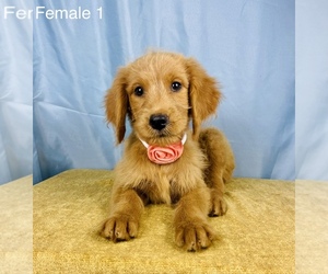 Goldendoodle Puppy for Sale in OCALA, Florida USA