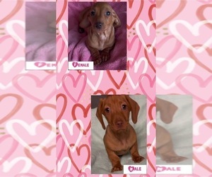 Dachshund Puppy for sale in ECHO, AL, USA