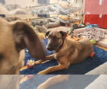 Small Photo #17 German Shepherd Dog-Unknown Mix Puppy For Sale in Sebec, ME, USA