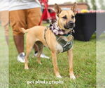 Small #4 American Pit Bull Terrier Mix