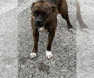 American Pit Bull Terrier Dogs for adoption in Houston, TX, USA