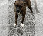 Small American Pit Bull Terrier