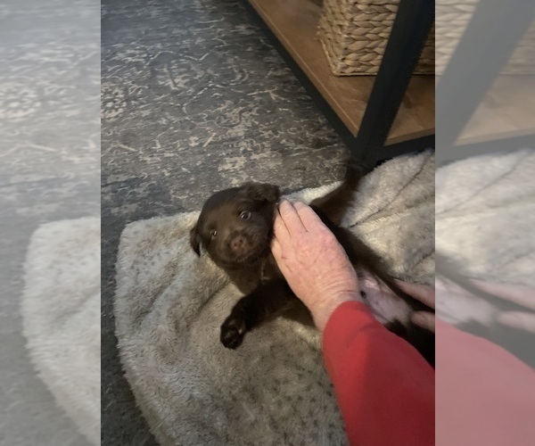 Medium Photo #2 F2 Aussiedoodle-Miniature Australian Shepherd Mix Puppy For Sale in ASHUELOT, NH, USA