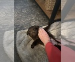 Small #1 F2 Aussiedoodle-Miniature Australian Shepherd Mix