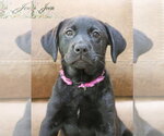 Small #9 Labrador Retriever Mix