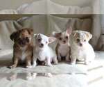 Puppy Litter Chihuahua