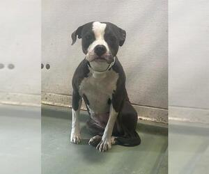 American Pit Bull Terrier Dogs for adoption in Riverside, CA, USA