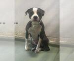 Small American Pit Bull Terrier