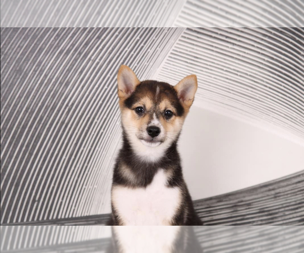 Medium Photo #2 Shiba Inu Puppy For Sale in WESTPOINT, IN, USA
