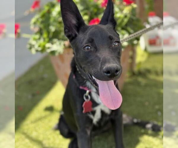 Medium Photo #9 Labrador Retriever-Unknown Mix Puppy For Sale in San Diego, CA, USA