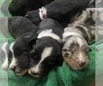 Small #2 F2 Aussiedoodle