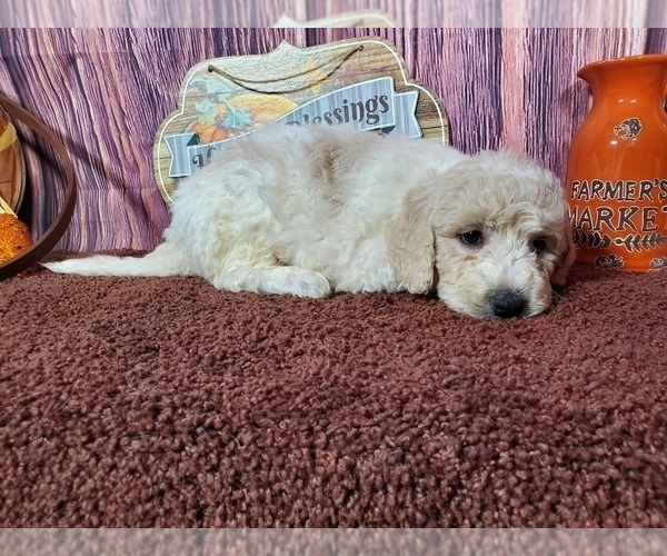 Medium Photo #5 Goldendoodle Puppy For Sale in COLORADO SPRINGS, CO, USA