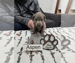 Puppy Aspen Labrador Retriever