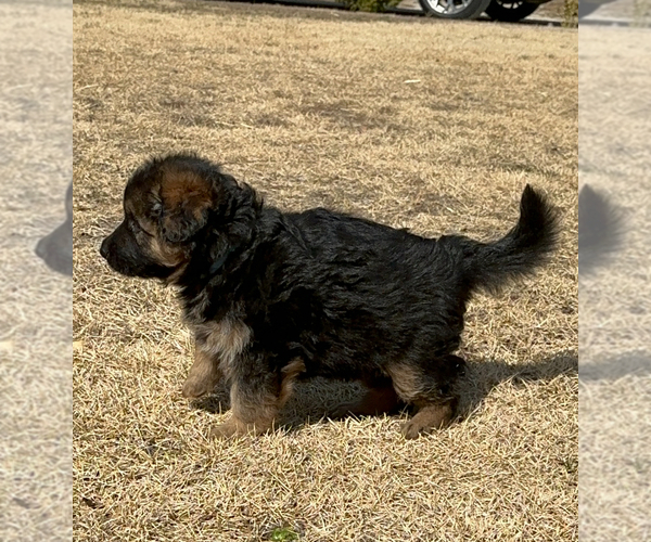 Medium Photo #7 German Shepherd Dog Puppy For Sale in BUENA, NJ, USA