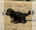 Small #6 German Shepherd Dog