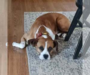Boxer Dogs for adoption in Burnsville, MN, USA