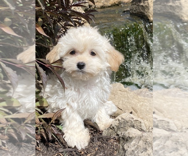 Medium Photo #3 Havanese Puppy For Sale in CANOGA, NY, USA