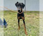 Small #1 Doberman Pinscher