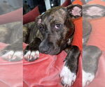 Small #6 American Staffordshire Terrier-Boxer Mix