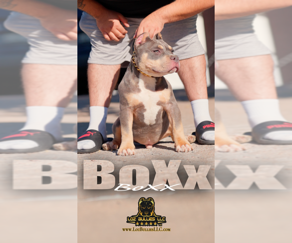 Medium Photo #1 American Bully Puppy For Sale in GREELEY, CO, USA