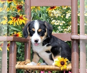 Cavapoo-Pembroke Welsh Corgi Mix Puppy for sale in OXFORD, PA, USA