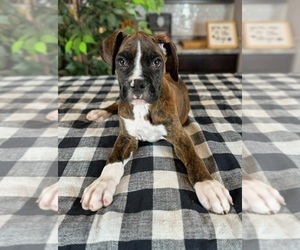 Boxer Puppy for sale in GREENWOOD, IN, USA
