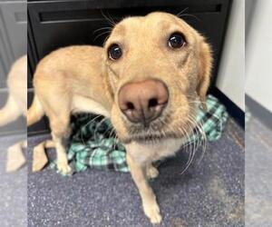 Labrador Retriever-Unknown Mix Dogs for adoption in Anchorage, AK, USA