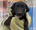 Small #5 Labrador Retriever Mix