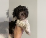Small Photo #22 Havanese Puppy For Sale in ATHENS, GA, USA
