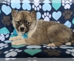 Small #3 Pomsky