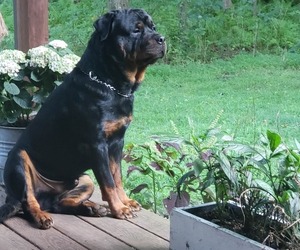Father of the Rottweiler puppies born on 05/23/2022