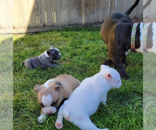 Medium Photo #3 American Bully Puppy For Sale in OLYMPIA, WA, USA
