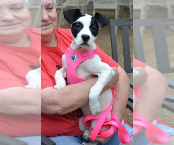Medium Photo #4 Mutt Puppy For Sale in Enfield, CT, USA