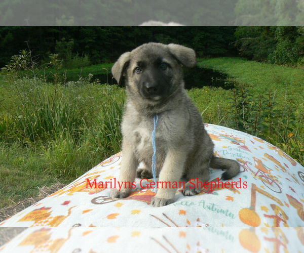Medium Photo #1 German Shepherd Dog Puppy For Sale in PIEDMONT, MO, USA
