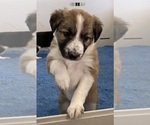 Small Photo #2 Border Collie Puppy For Sale in MINNEAPOLIS, MN, USA