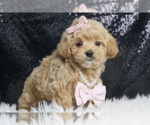 Medium Maltipoo