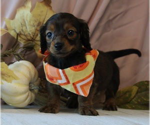 Dachshund Puppy for sale in ORO VALLEY, AZ, USA