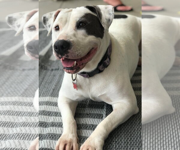 Medium Photo #2 Mutt Puppy For Sale in San Diego, CA, USA