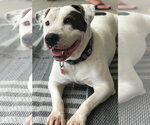 Small #1 Mutt