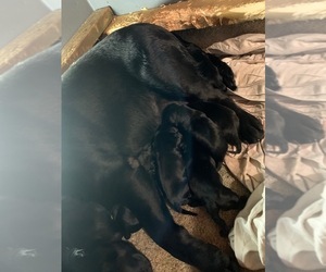 Labrador Retriever Puppy for sale in AUBURN, WA, USA