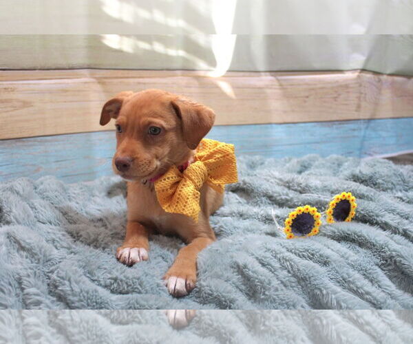 Medium Photo #1 Mountain Cur-Unknown Mix Puppy For Sale in New London, WI, USA