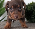 Small #7 Dachshund