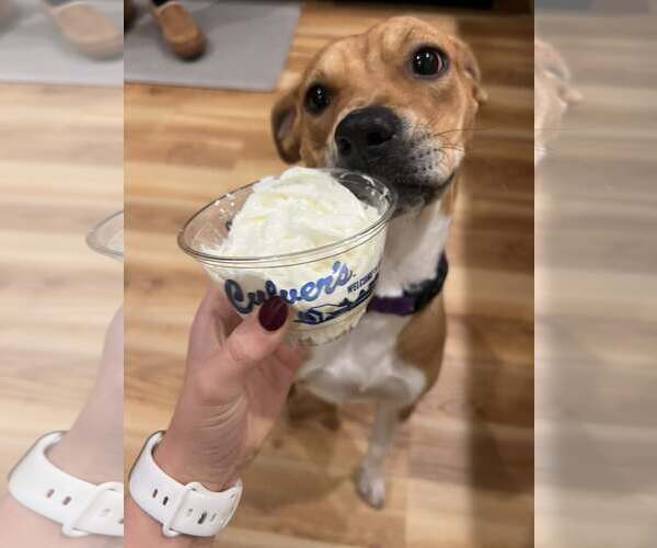 Medium Photo #9 Labrador Retriever-Unknown Mix Puppy For Sale in Sheboygan, WI, USA