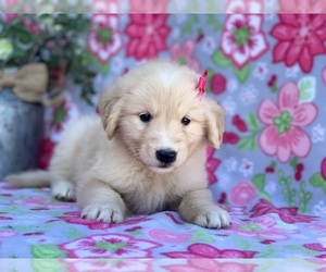 Golden Retriever-Maremma Sheepdog Mix Puppy for sale in LANCASTER, PA, USA