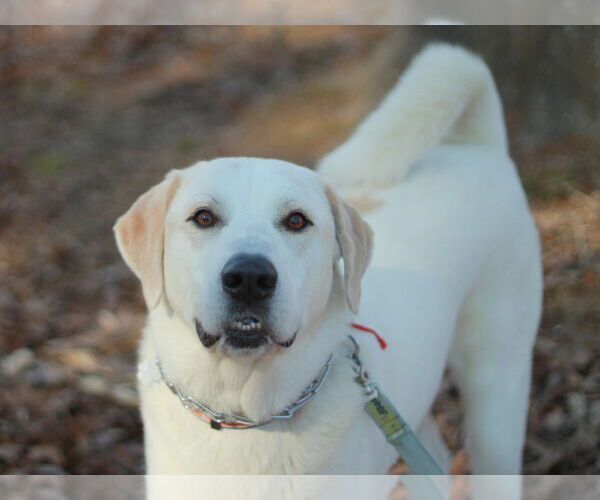 Medium Photo #7 Labrenees Puppy For Sale in Cookeville, TN, USA
