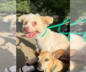 Mutt Dogs for adoption in Houston, TX, USA