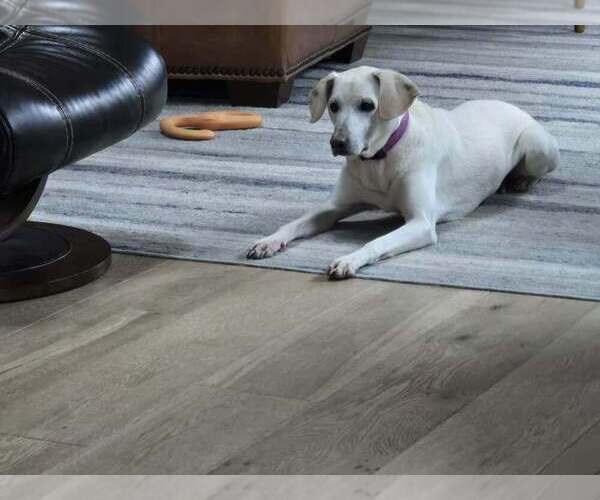 Medium Photo #3 Labrador Retriever-Unknown Mix Puppy For Sale in Springdale, PA, USA