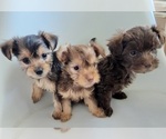 Small Photo #14 YorkiePoo Puppy For Sale in BLUE MOUND, TX, USA