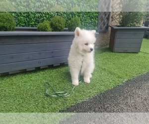 Samoyed Puppy for sale in ARCADIA, CA, USA