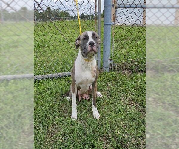 Medium Photo #1 American Pit Bull Terrier-Unknown Mix Puppy For Sale in Pasadena, TX, USA